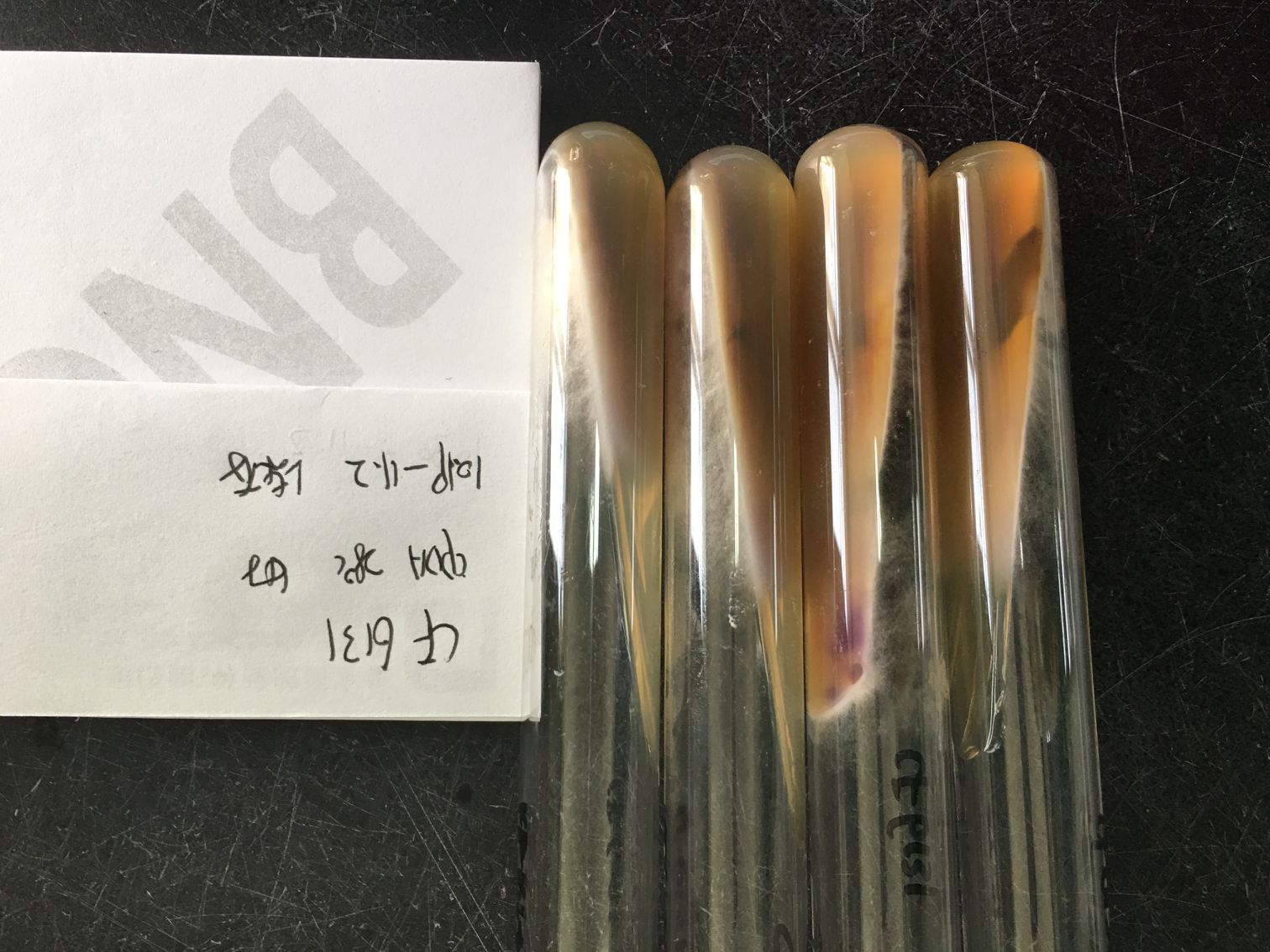 白囊耙齿菌-伟业计量