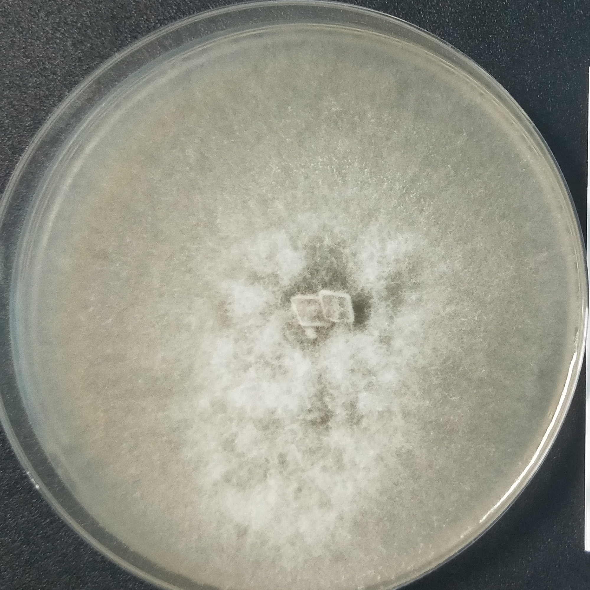 美澳型核果褐腐病菌-伟业计量