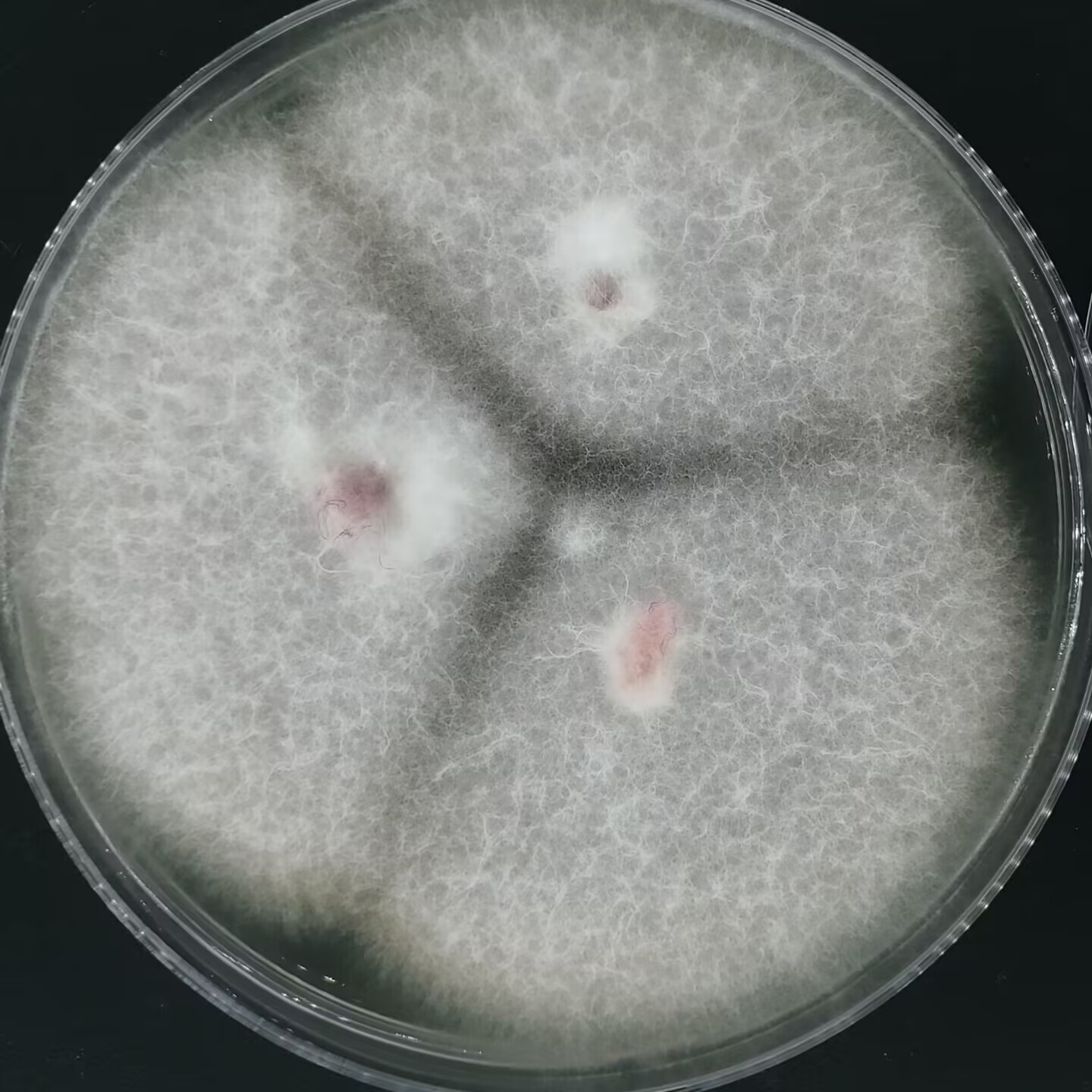 镰刀菌属-伟业计量