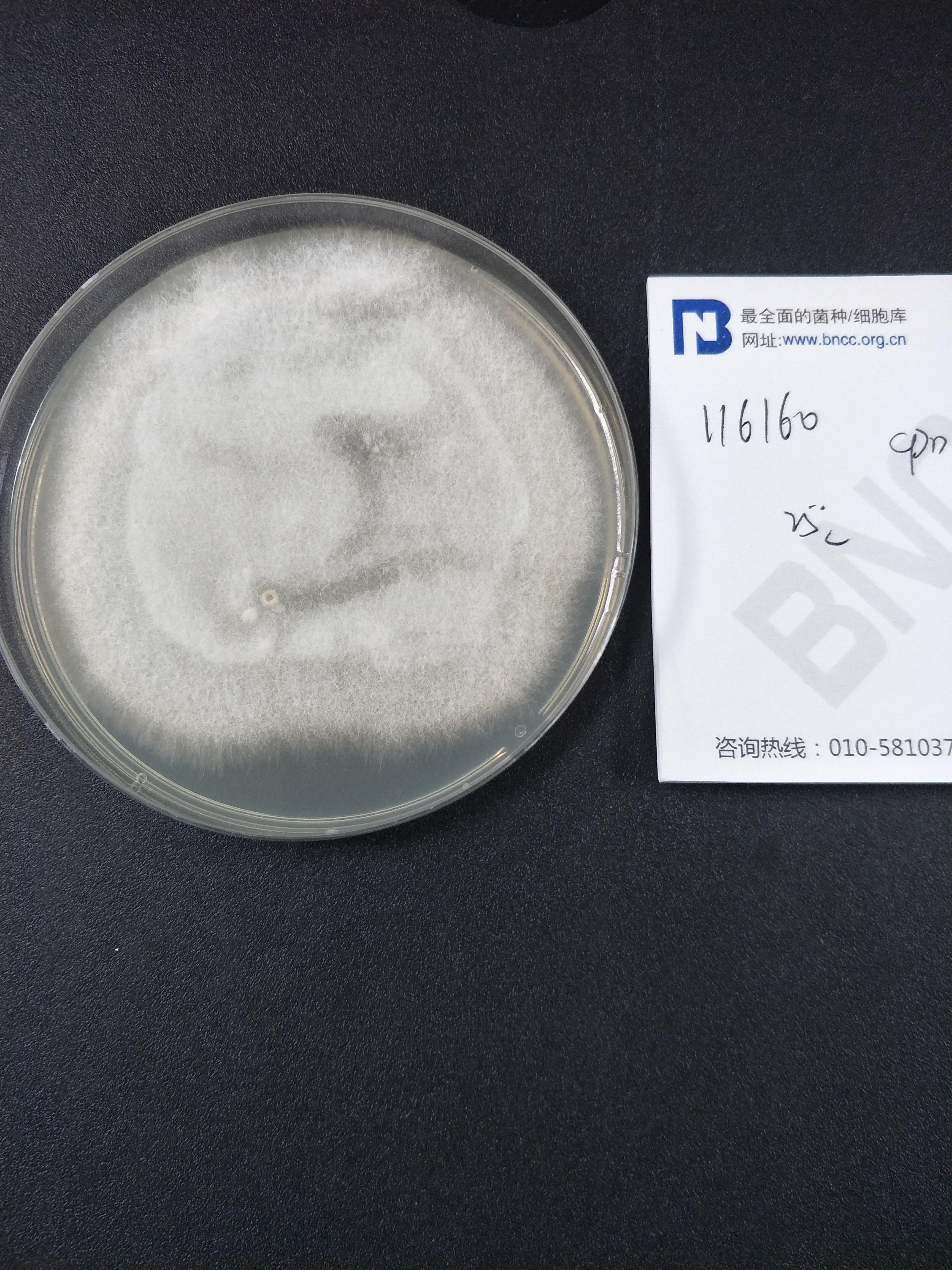 尖孢镰刀菌黄瓜专化型-伟业计量