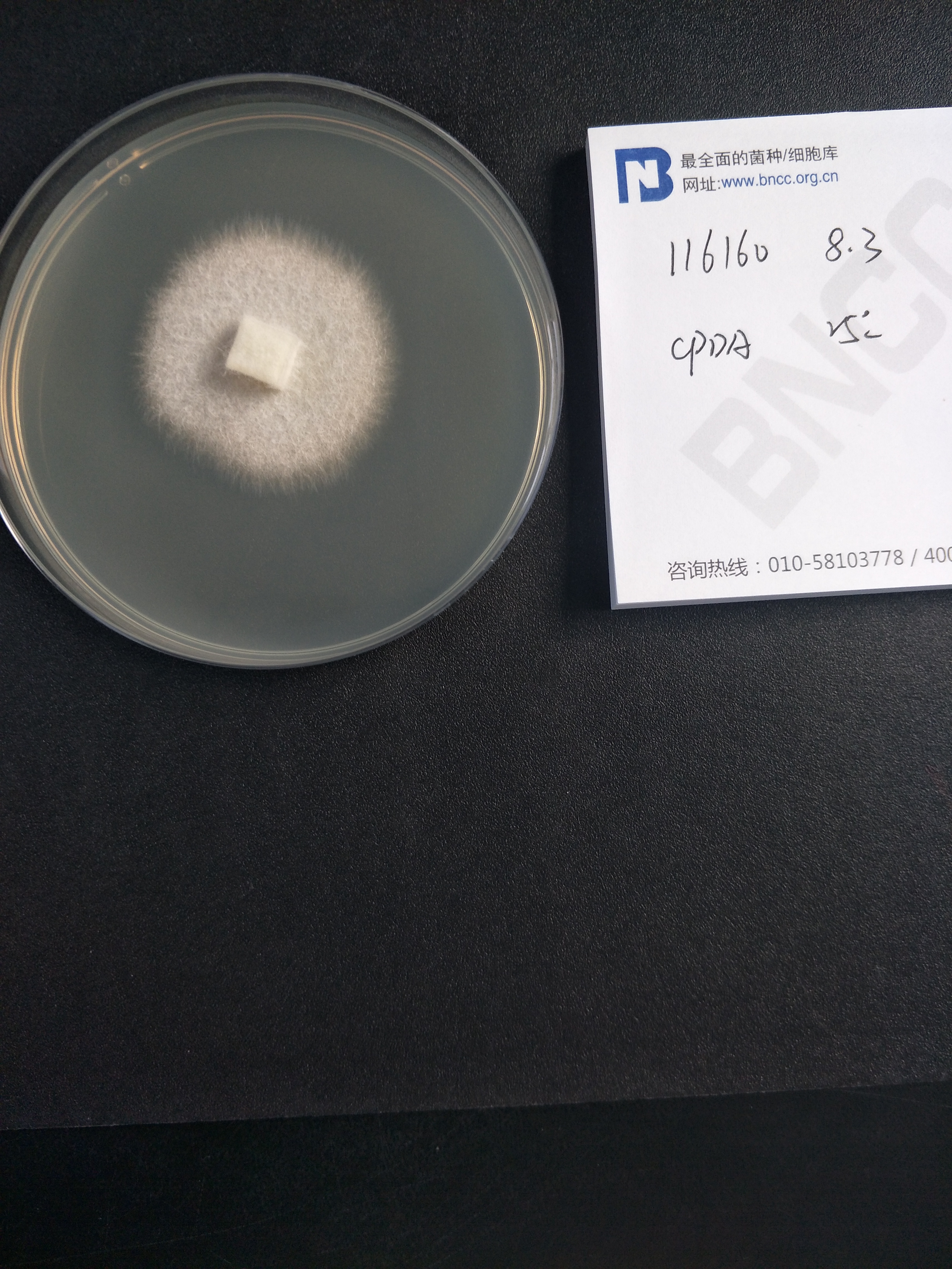 尖孢镰刀菌黄瓜专化型-伟业计量