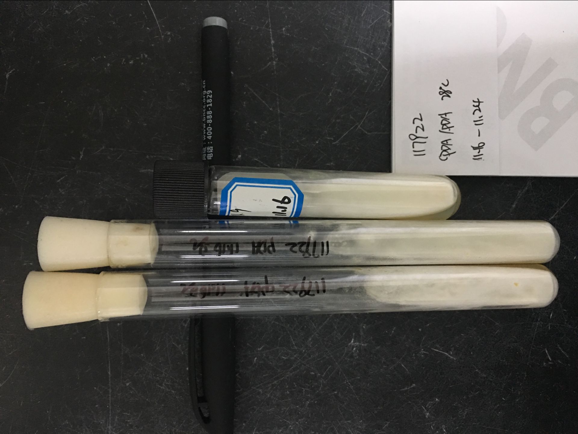 布氏白僵菌（卵孢白僵菌）-伟业计量