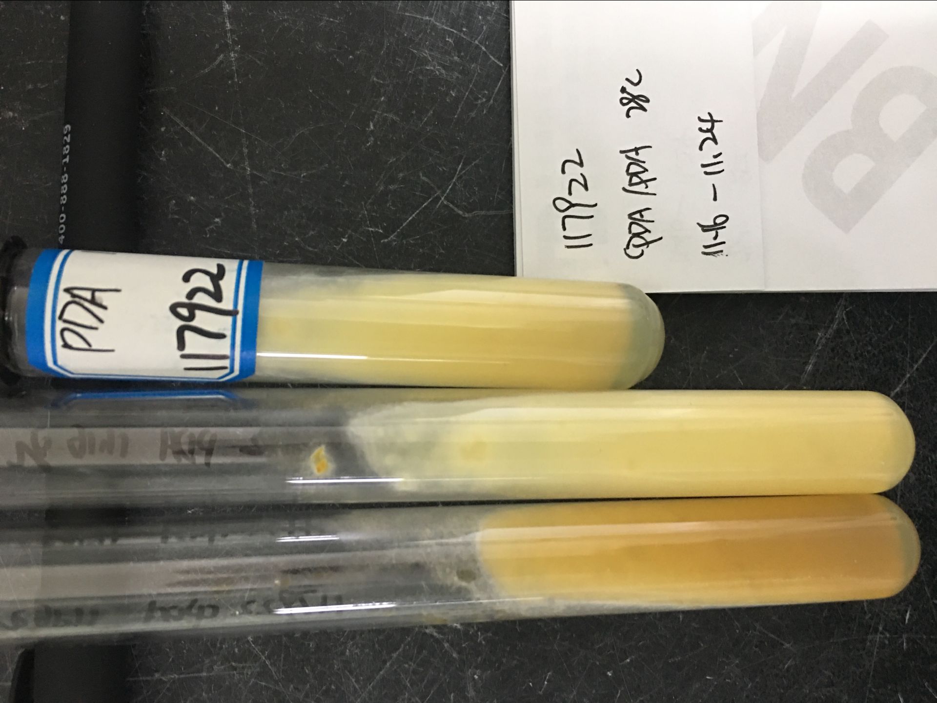 布氏白僵菌（卵孢白僵菌）-伟业计量