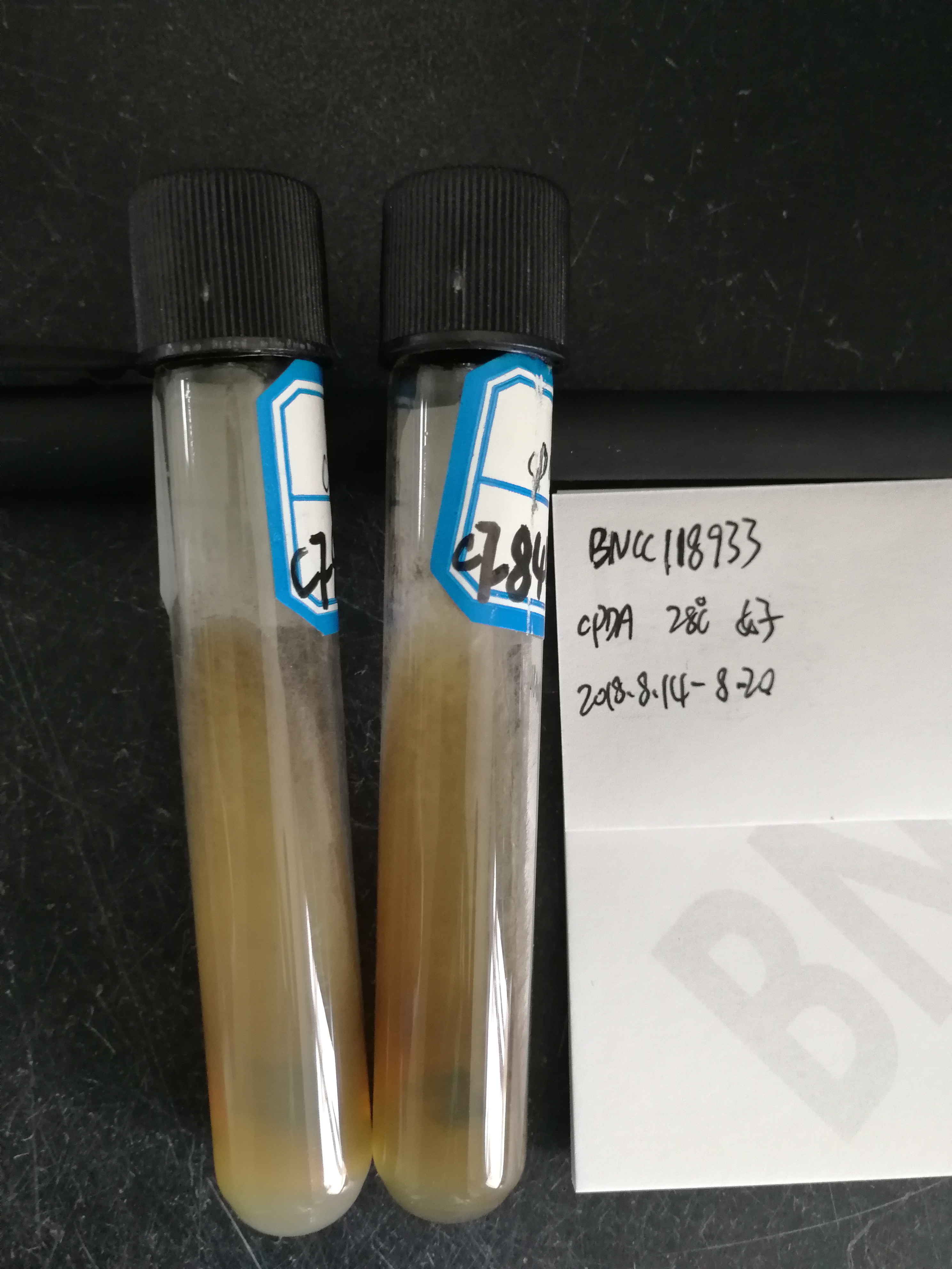 长喙壳菌-伟业计量