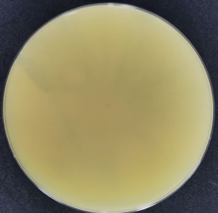 乳白耙菌-伟业计量