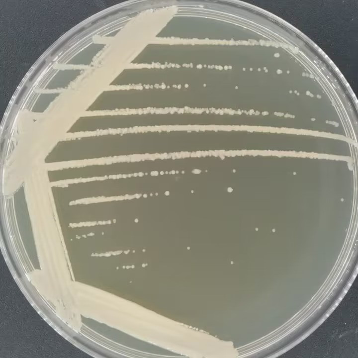 洋葱伯克霍尔德氏菌-伟业计量