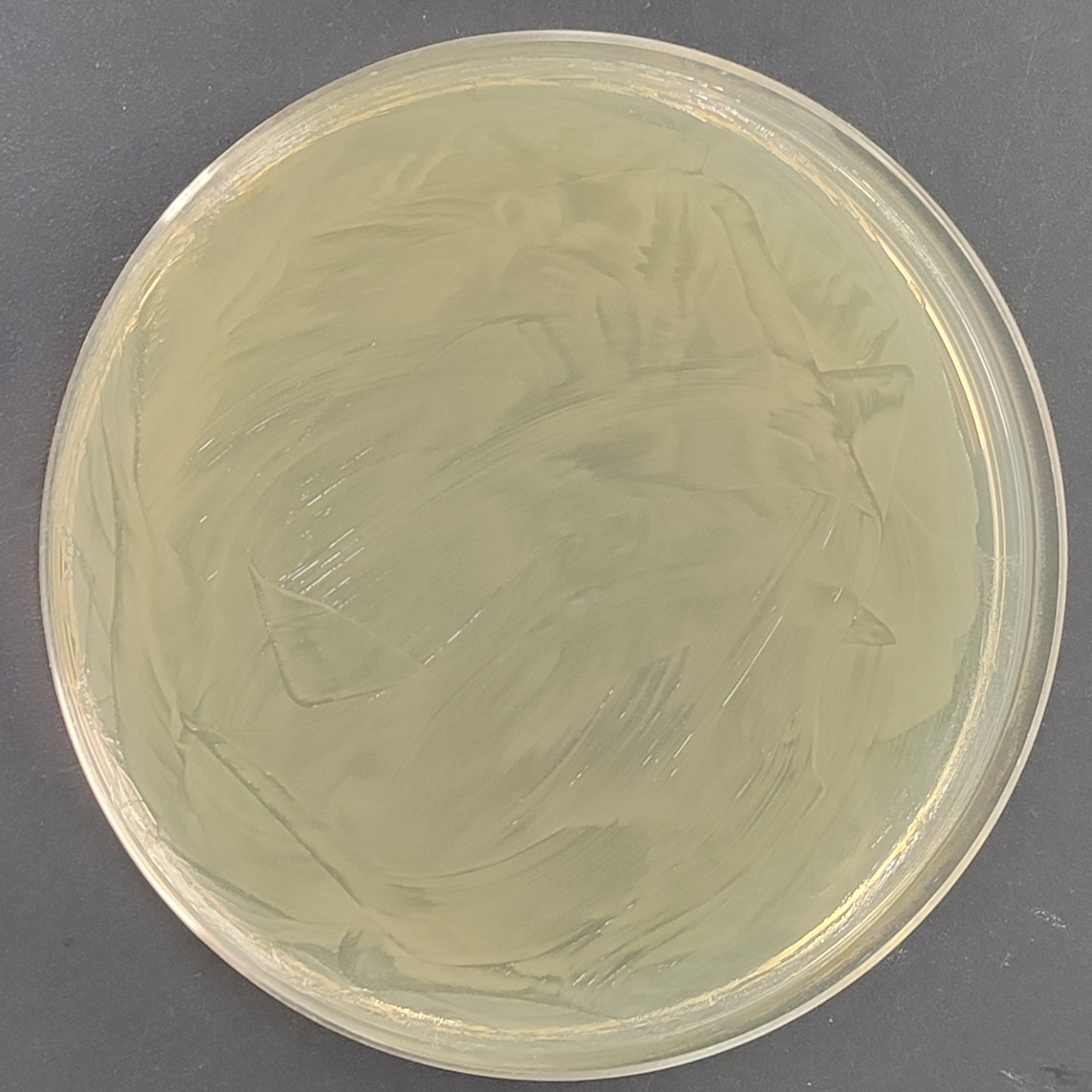 木糖氧化无色杆菌-伟业计量