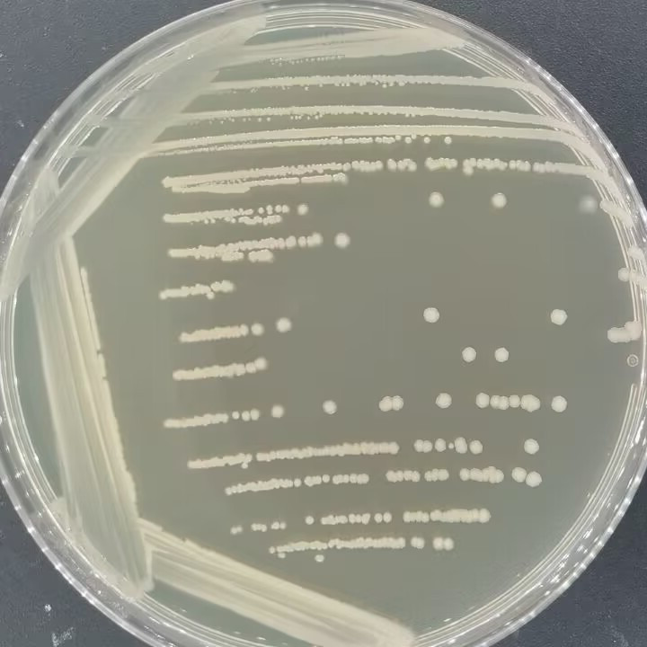 浸麻类芽孢杆菌-伟业计量
