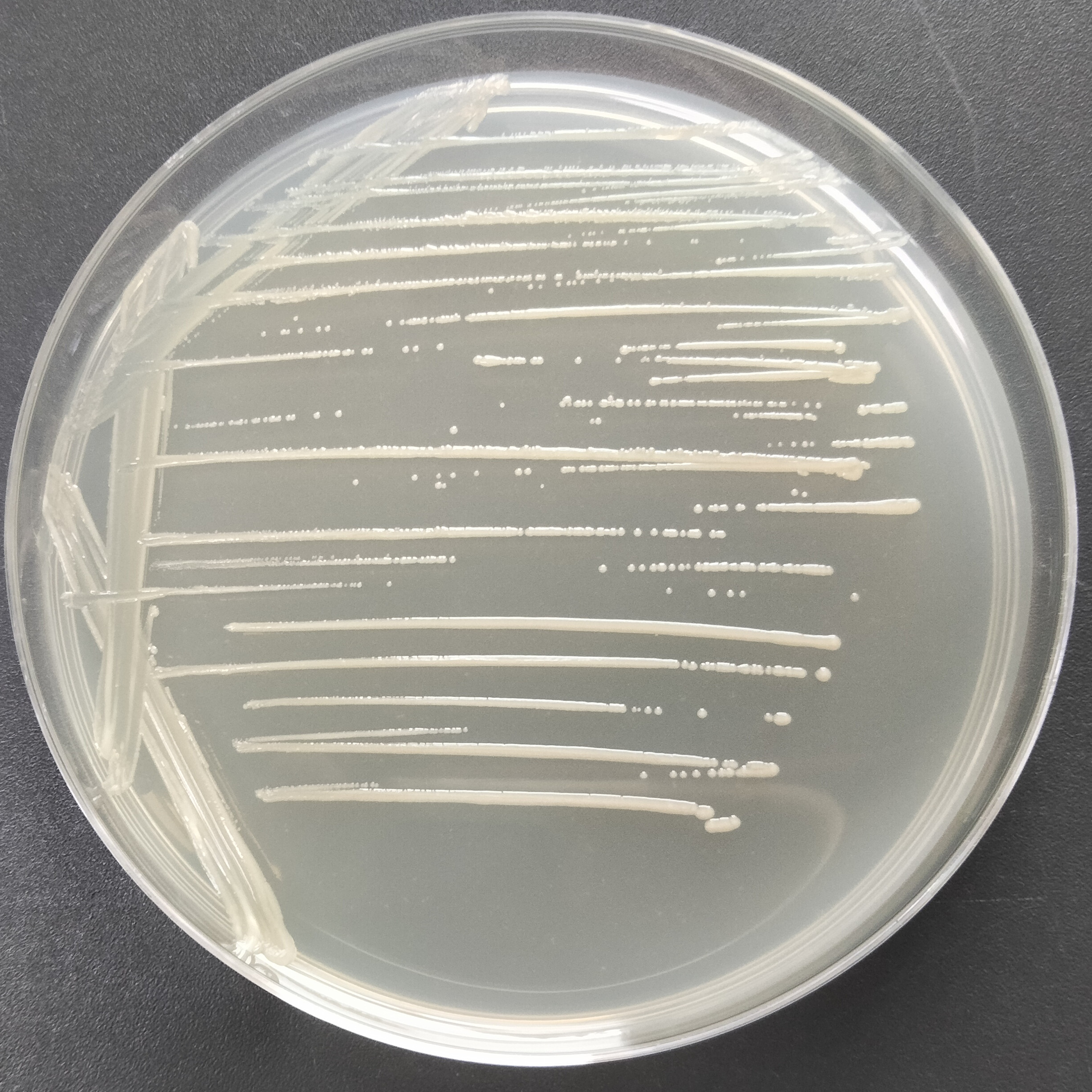印度洋硝酸盐还原菌-伟业计量