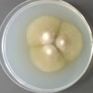 产紫篮状菌-伟业计量