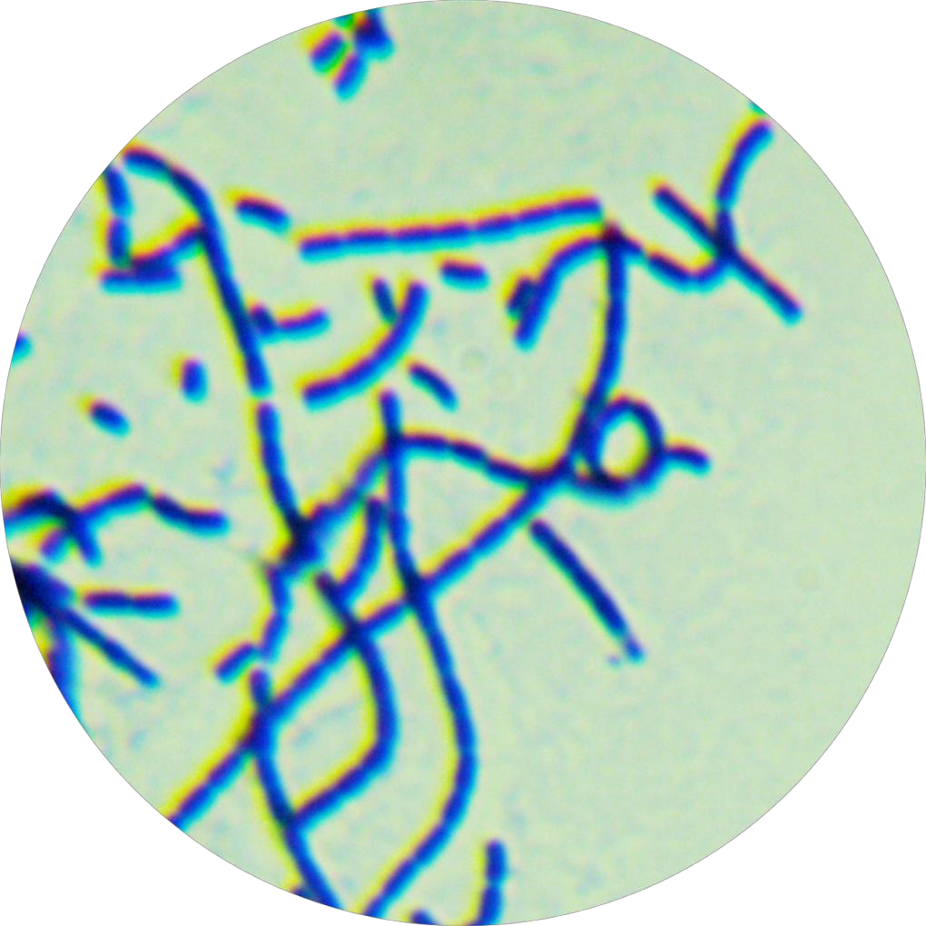 可可链霉菌阿苏亚种-伟业计量