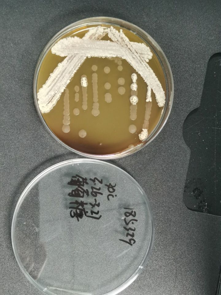 凝结芽孢杆菌-伟业计量