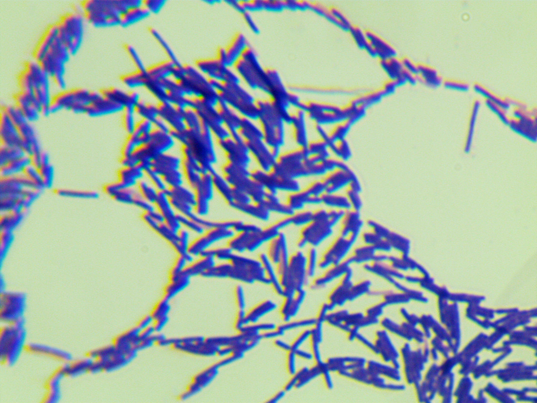 地衣芽孢杆菌-伟业计量