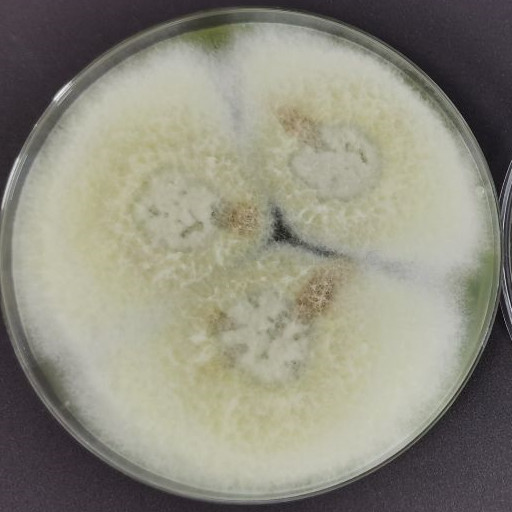 Paecilomyces formosus-伟业计量