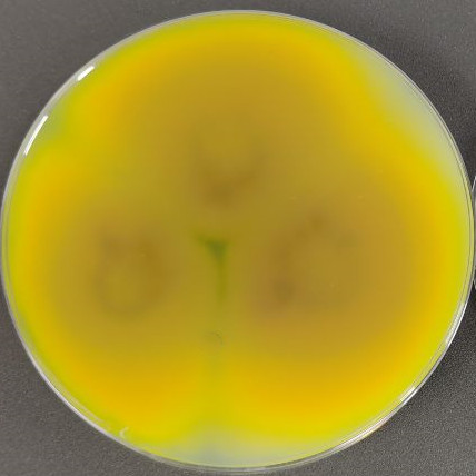 Paecilomyces formosus-伟业计量