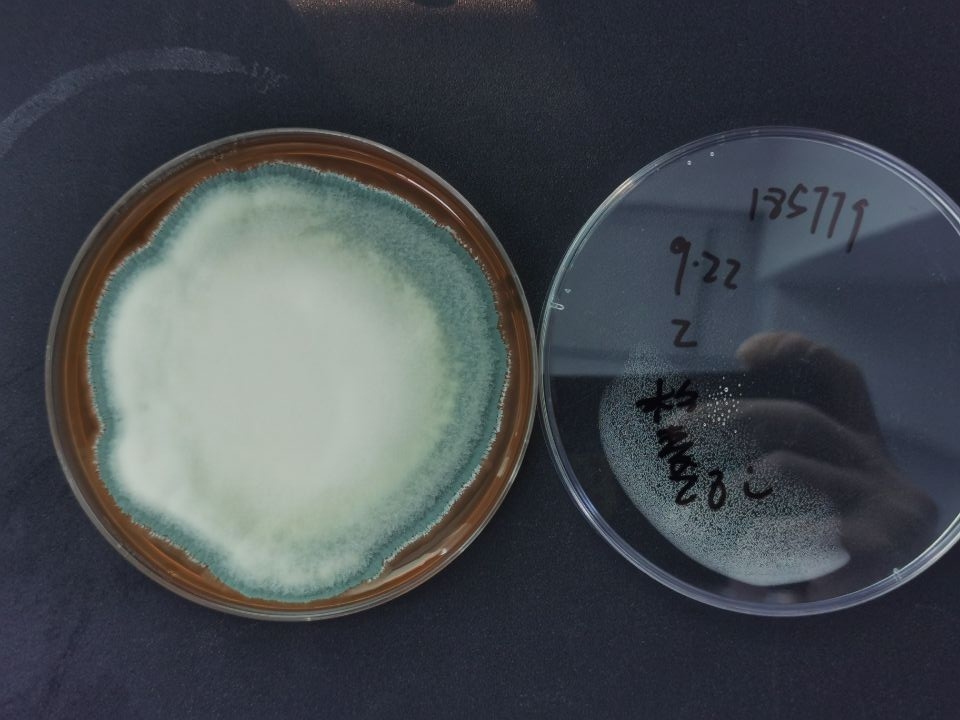 橘灰青霉-伟业计量