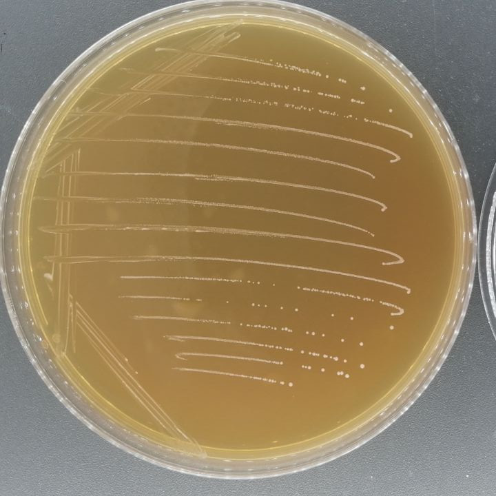 乳酸乳球菌乳亚种-伟业计量