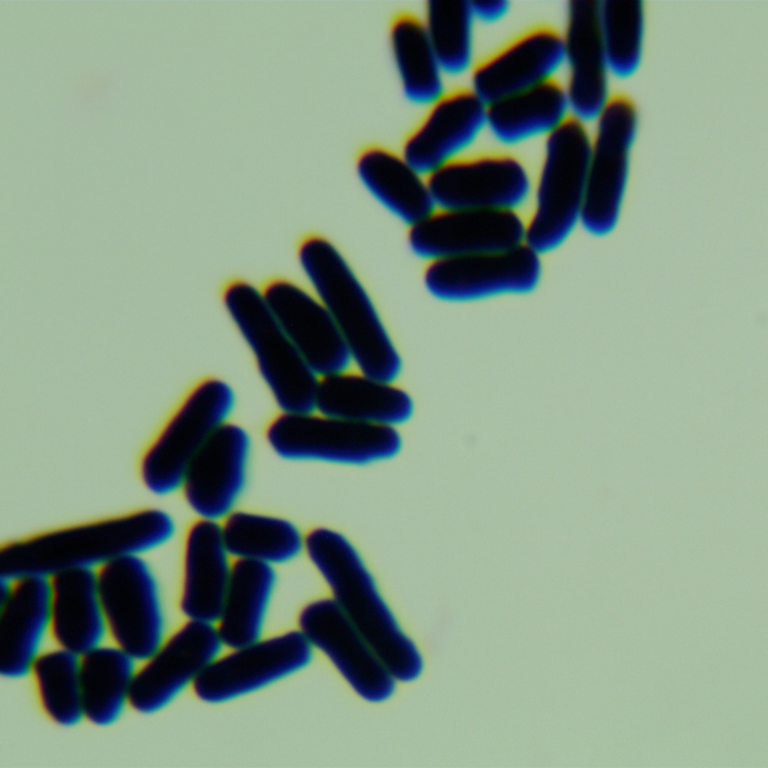 粟酒裂殖酵母-伟业计量