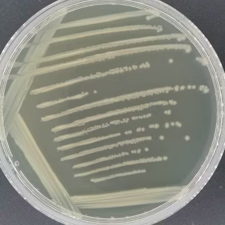 肠沙门氏菌肠亚种鸡血清型-伟业计量