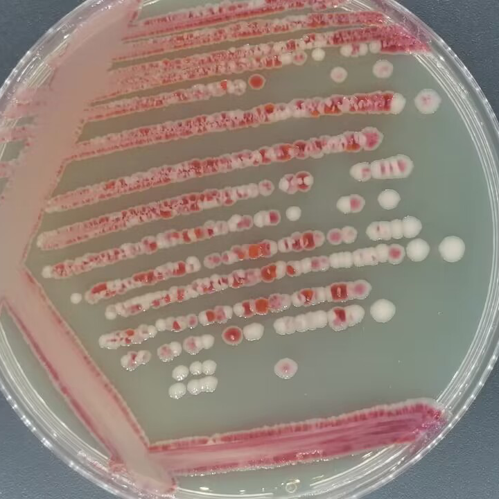 粘质沙雷氏菌-伟业计量