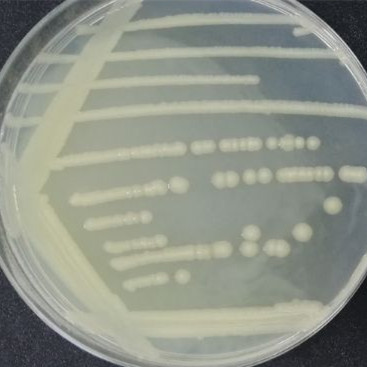 肠道致病性大肠埃希氏菌-伟业计量