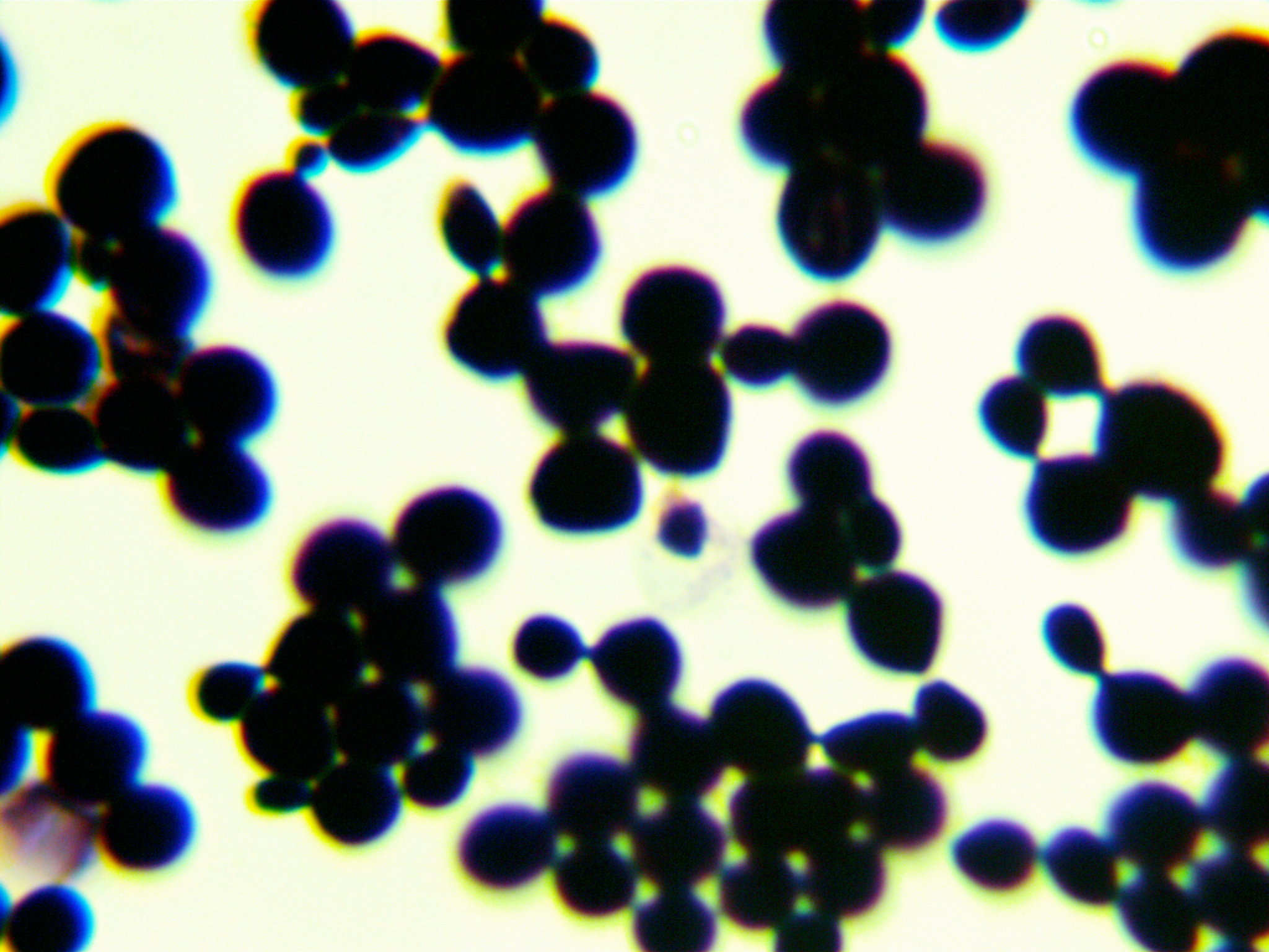 酿酒酵母-伟业计量