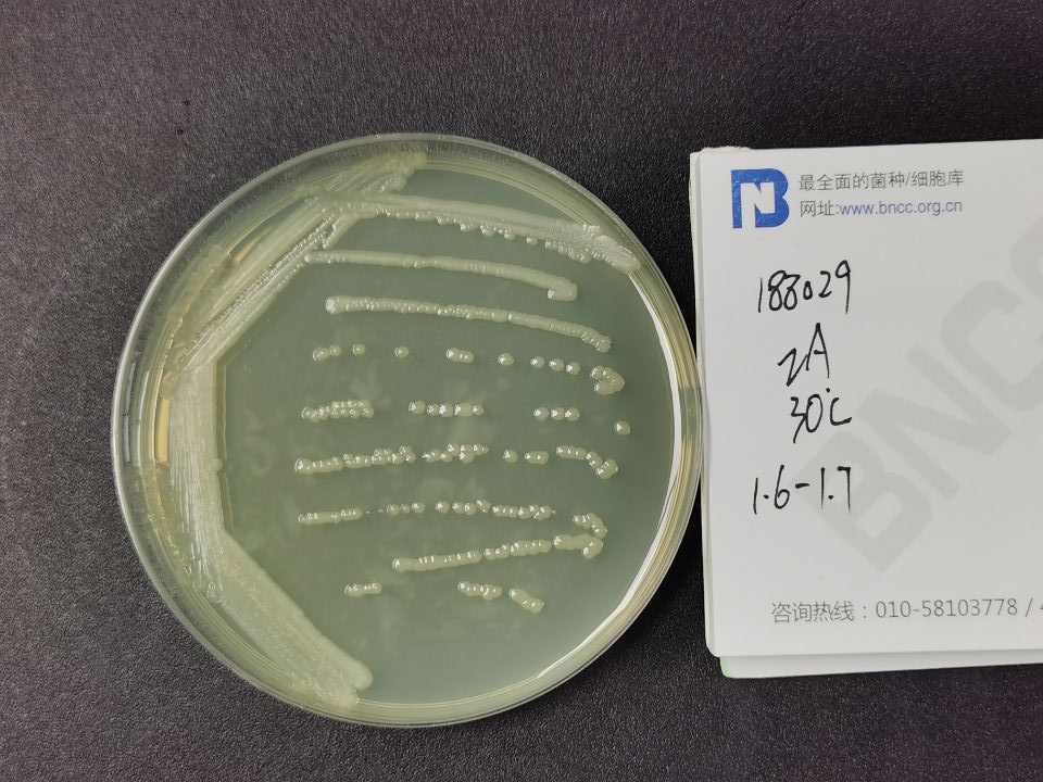 大肠埃希氏菌-伟业计量