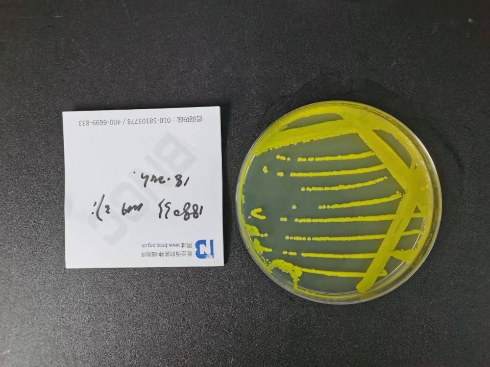 谷氨酸棒杆菌Ⅰ型-伟业计量