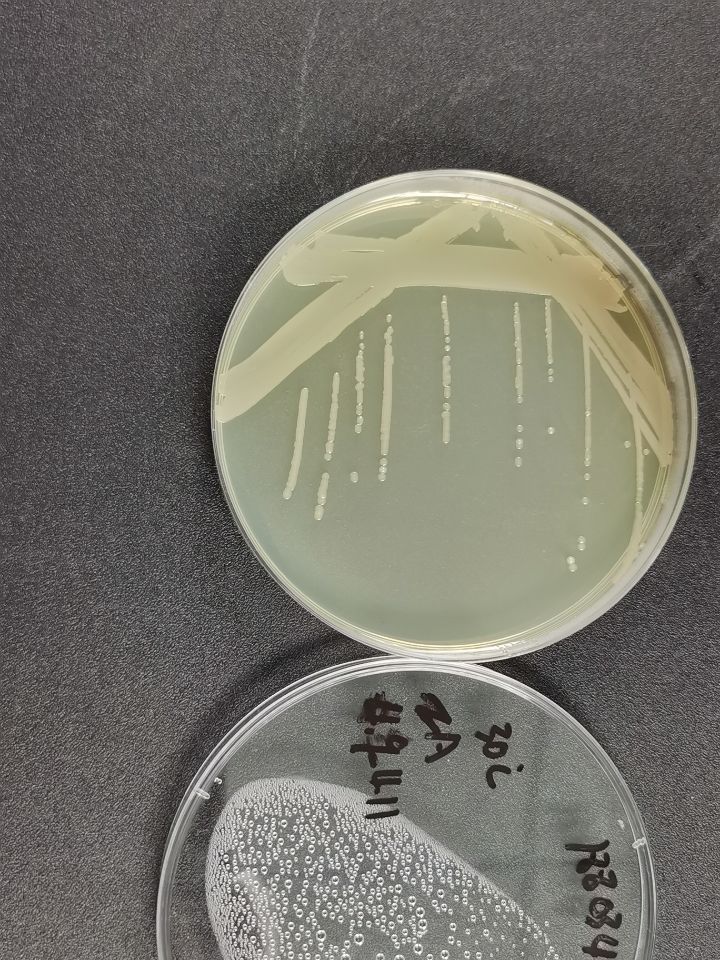 假节杆菌属-伟业计量