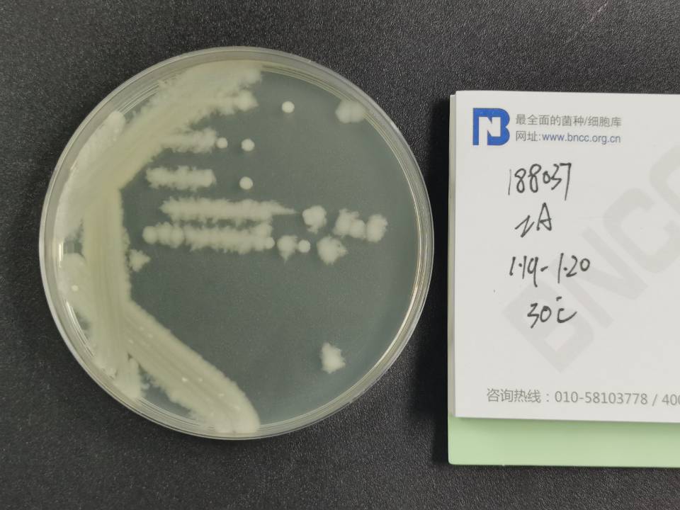 蜡状芽孢杆菌-伟业计量