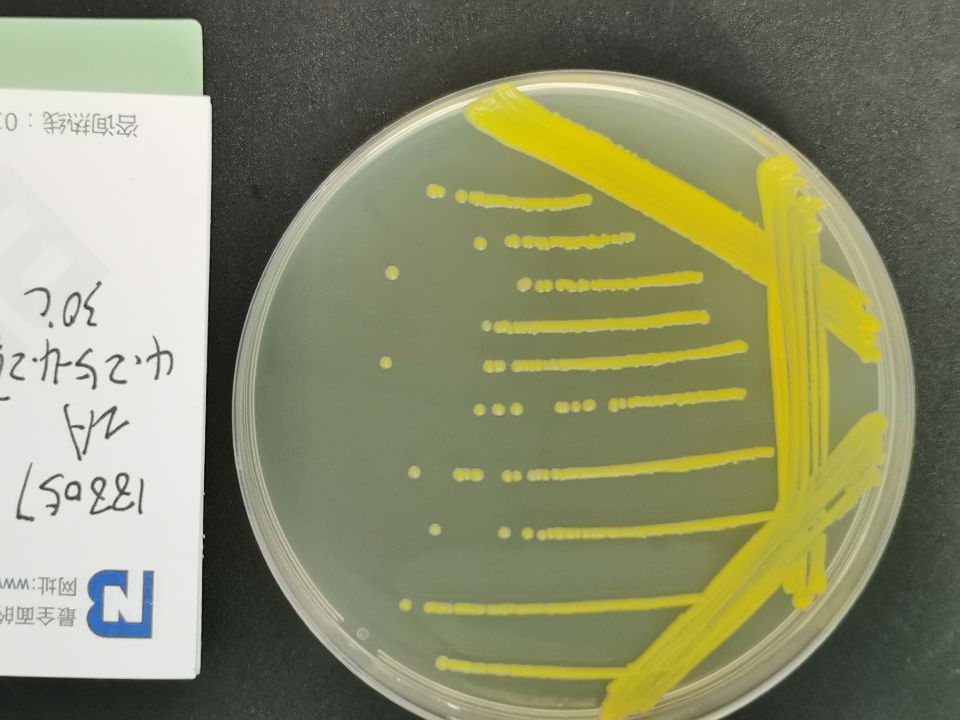 谷氨酸棒杆菌Ⅰ型-伟业计量