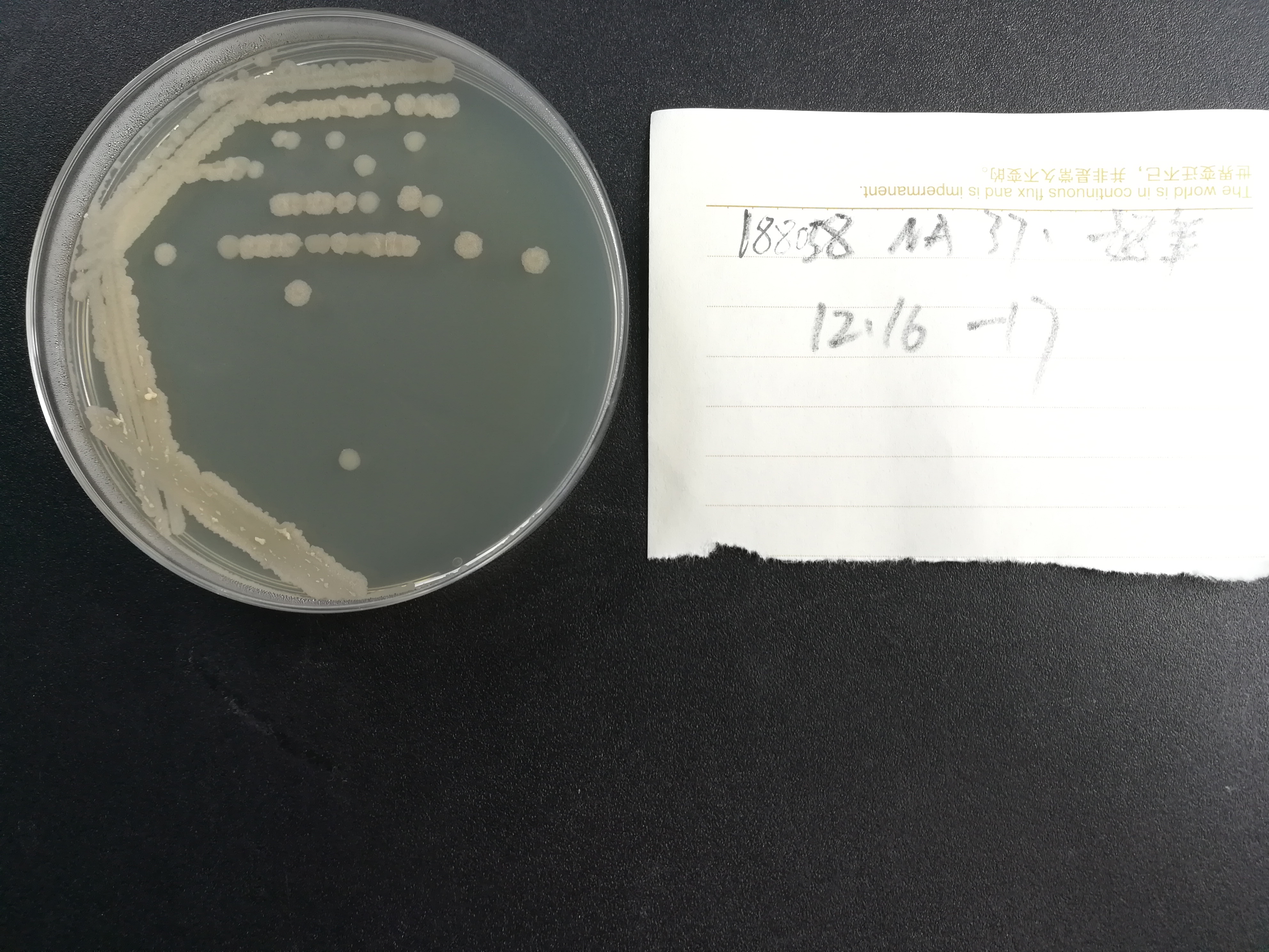 枯草芽孢杆菌-伟业计量