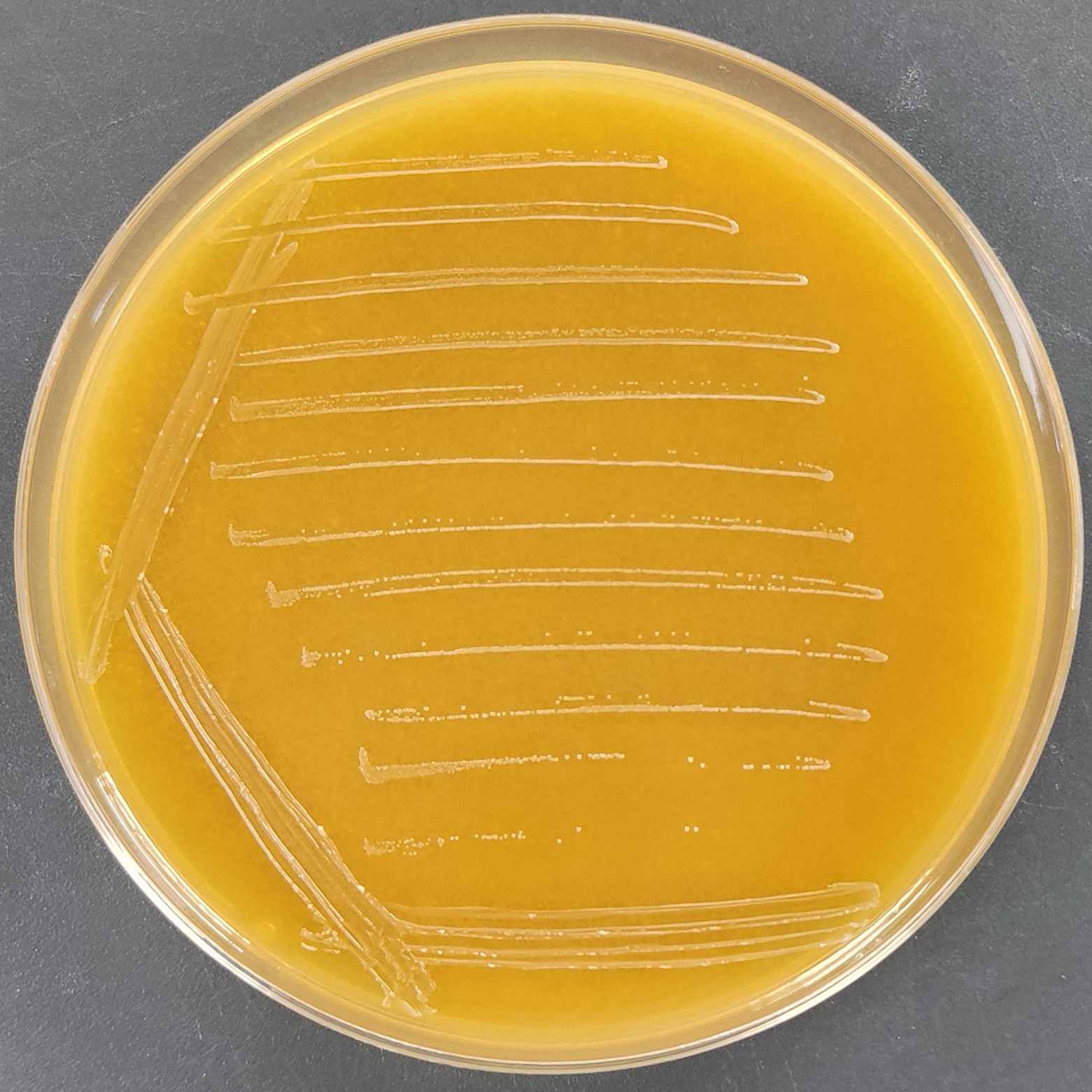 解没食子酸链球菌-伟业计量