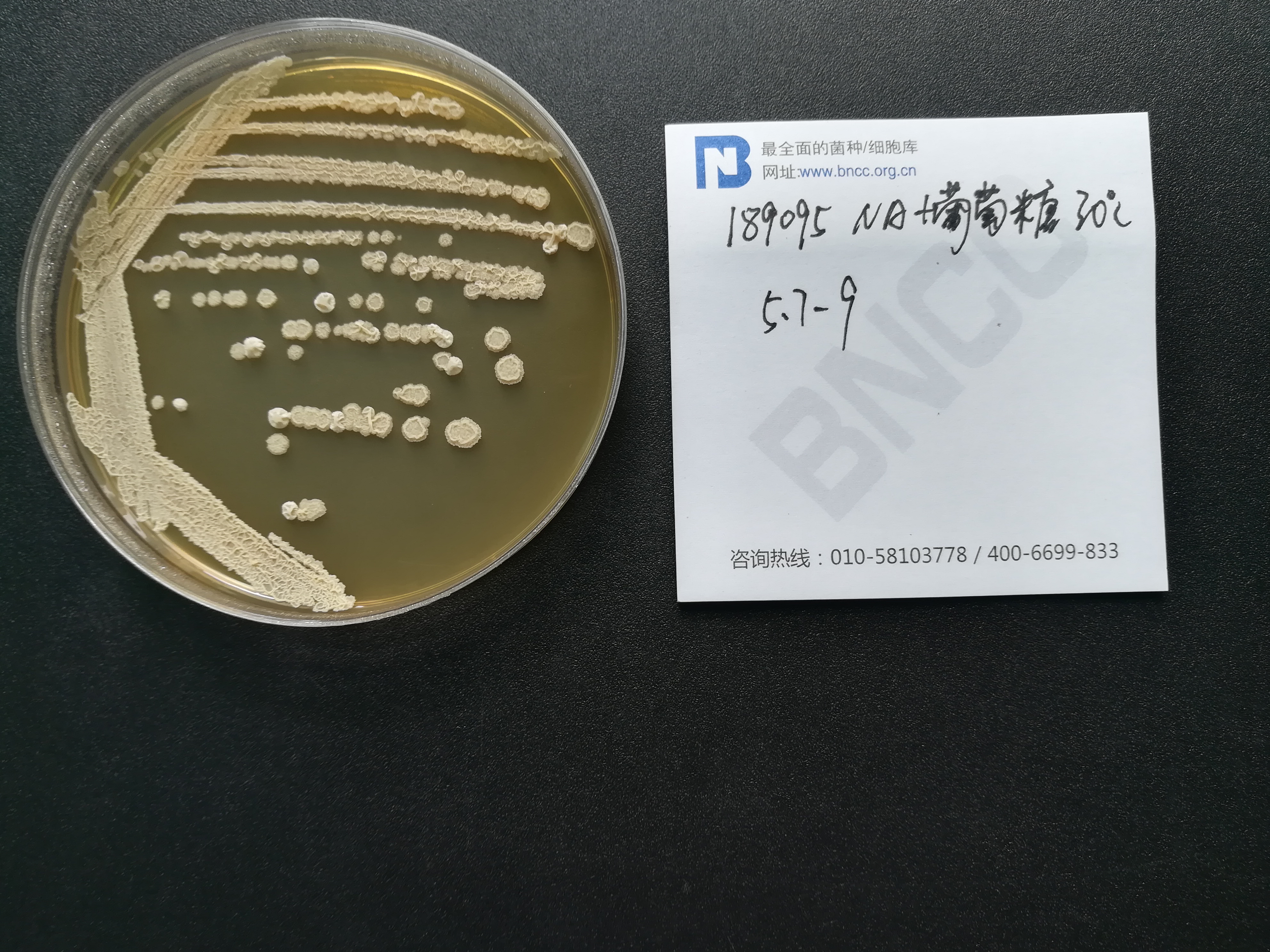 解淀粉芽孢杆菌植物亚种-伟业计量