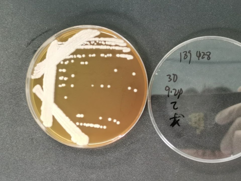 扣囊复膜孢酵母-伟业计量