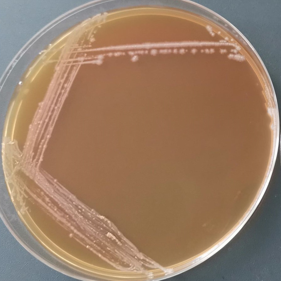 德氏乳杆菌保加利亚亚种-伟业计量