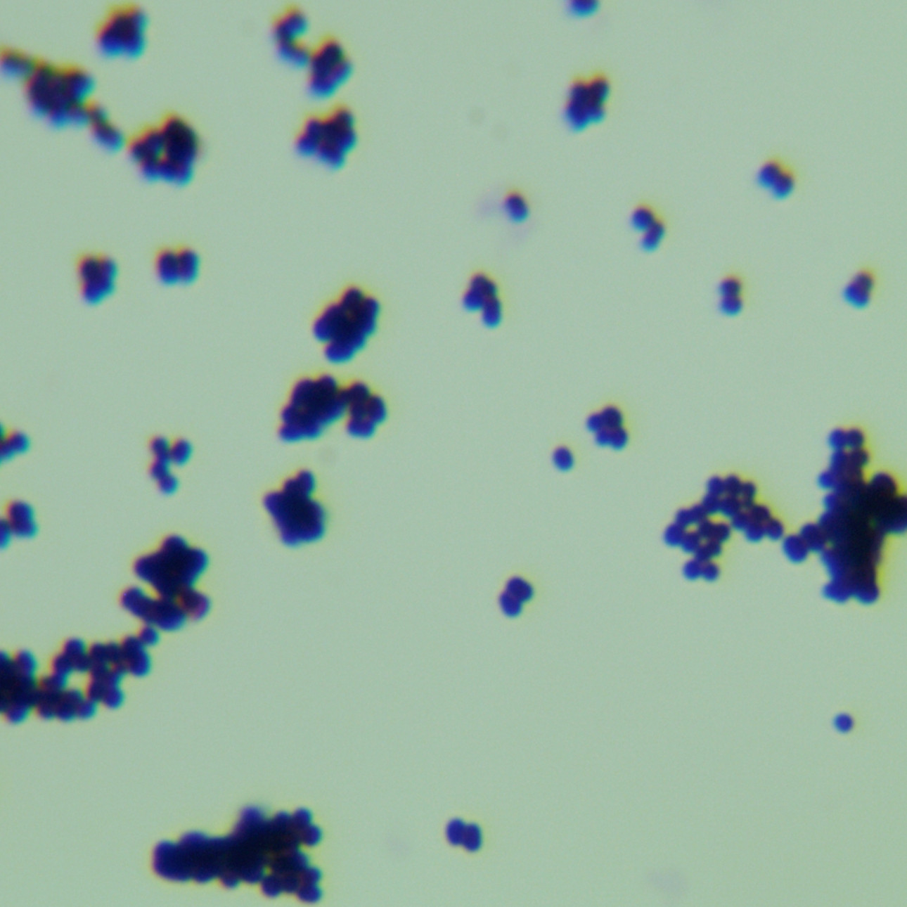 耐乙醇片球菌-伟业计量