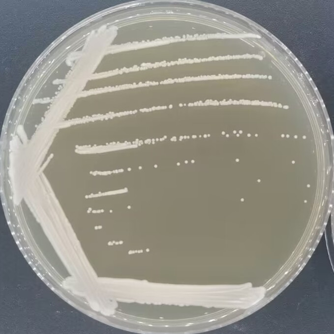 马克斯克鲁维酵母-伟业计量