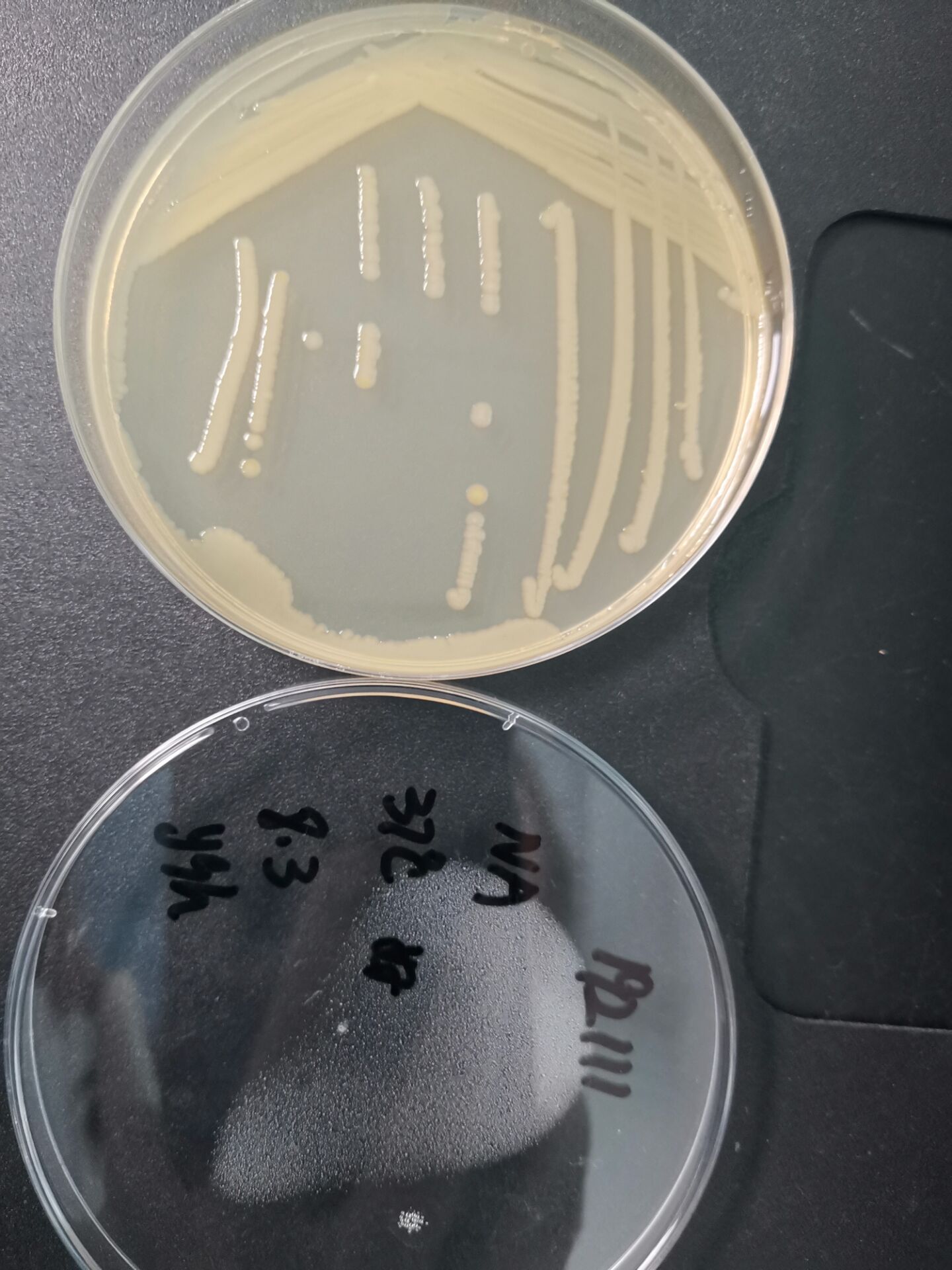 丙二酸年轻泰坦杆菌-伟业计量
