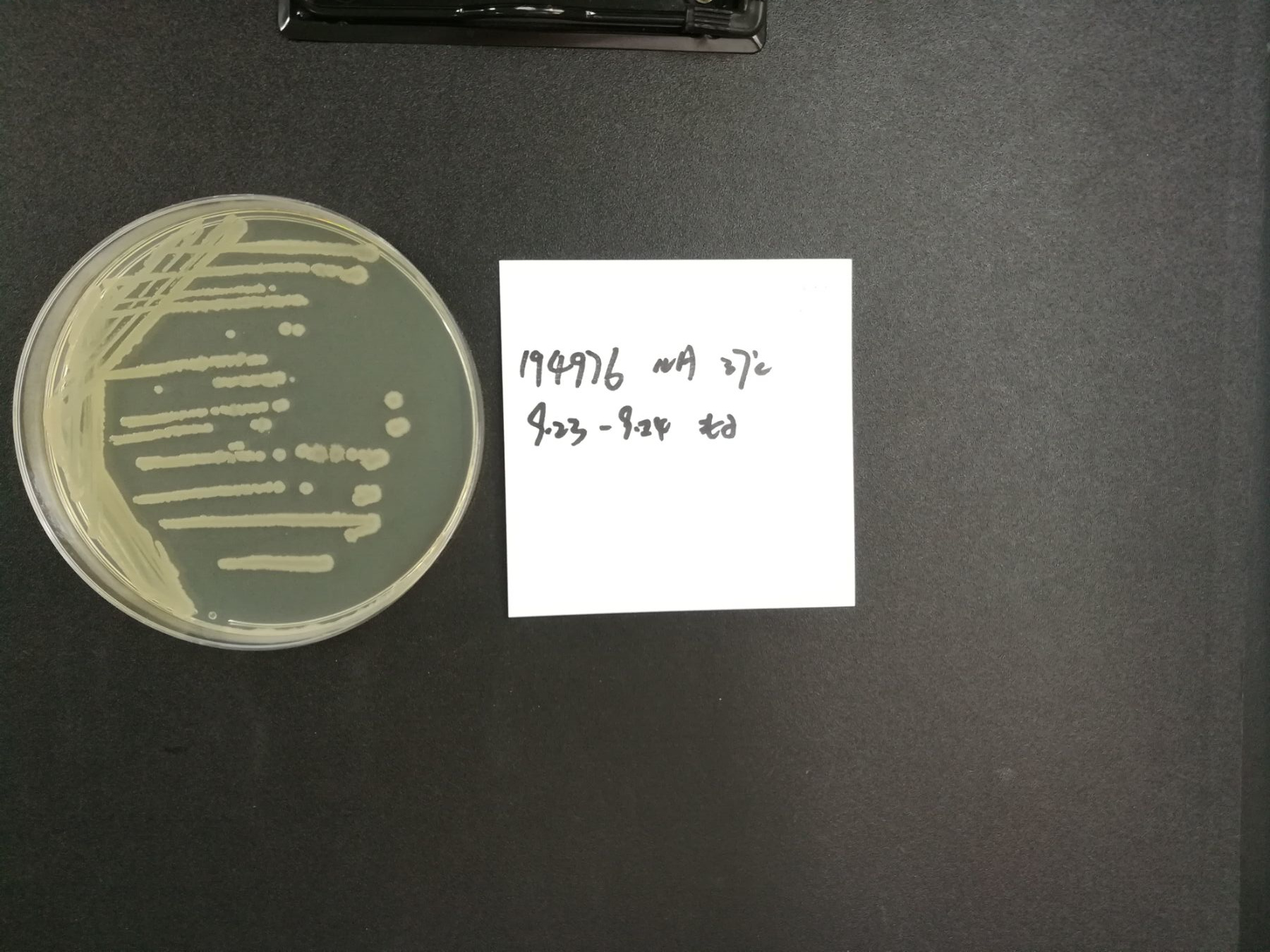 枯草芽胞杆菌枯草亚种-伟业计量