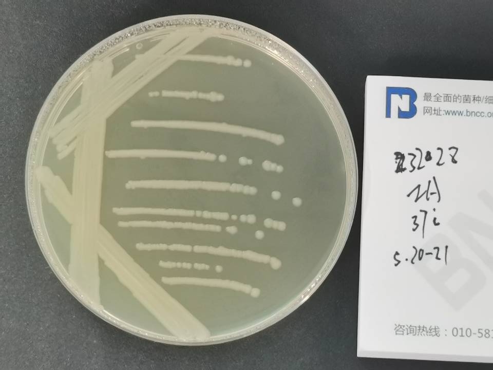 肠沙门氏菌肠亚种肠炎血清型-伟业计量