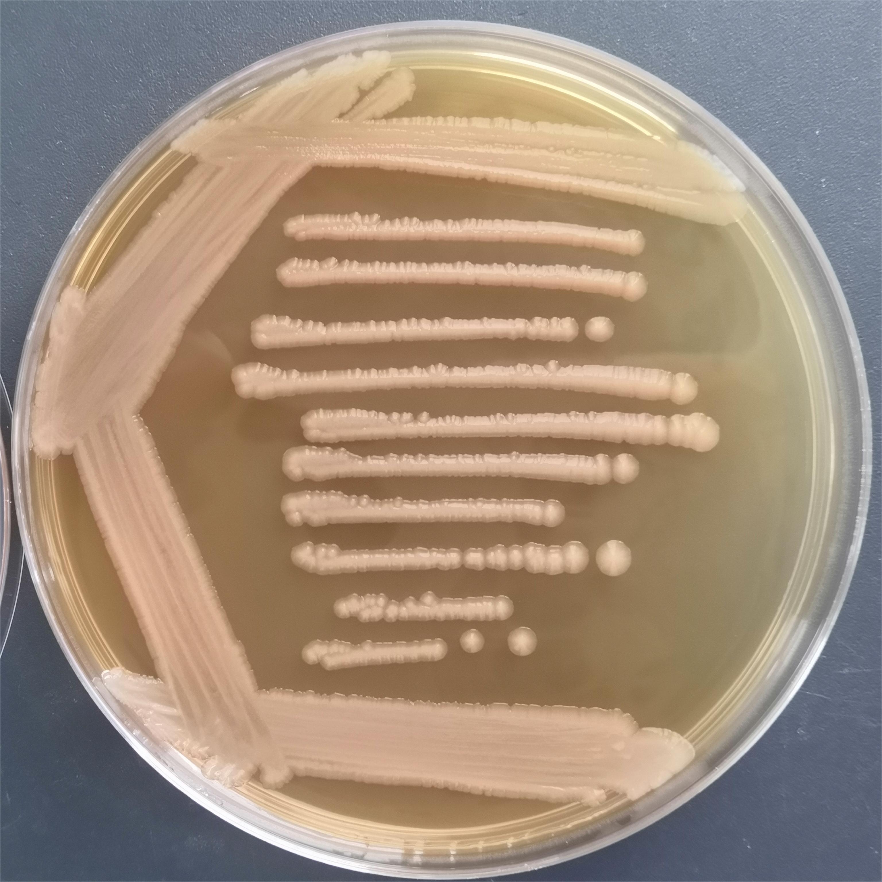 产碱普罗菲登斯菌-伟业计量