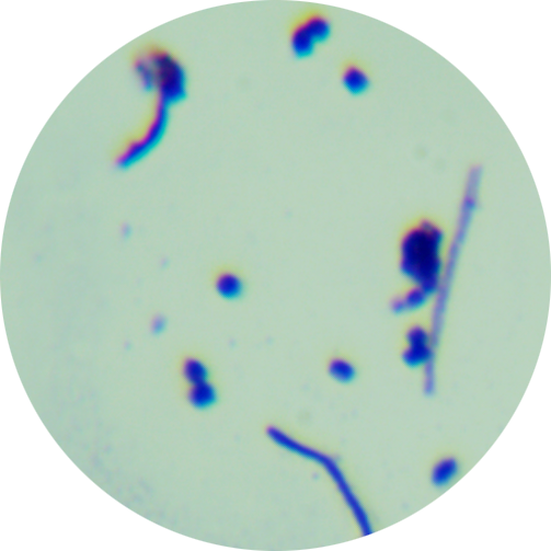 Streptomyces threomyceticus-伟业计量