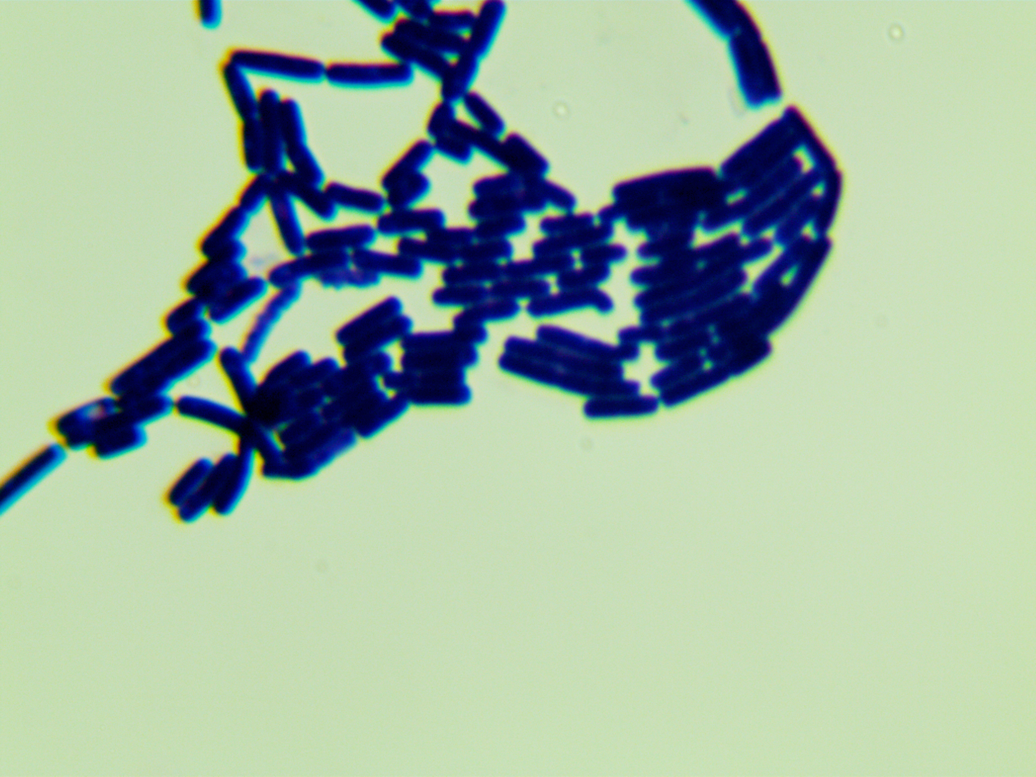 苏云金芽孢杆菌-伟业计量