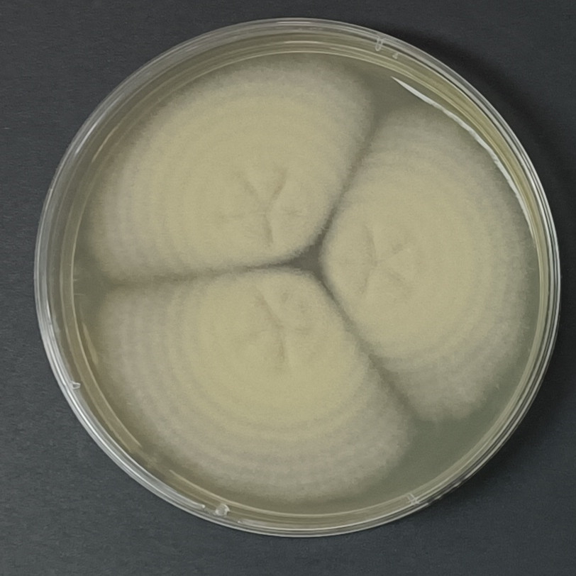 Penicillium goetzii-伟业计量