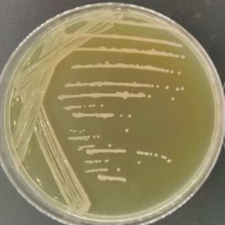 黏膜炎莫拉氏菌-伟业计量
