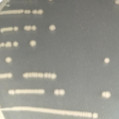 大肠埃希氏菌-伟业计量
