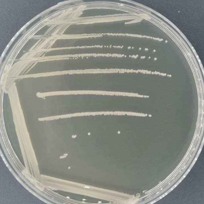 肠炎沙门氏菌肠炎亚种 LT2-伟业计量