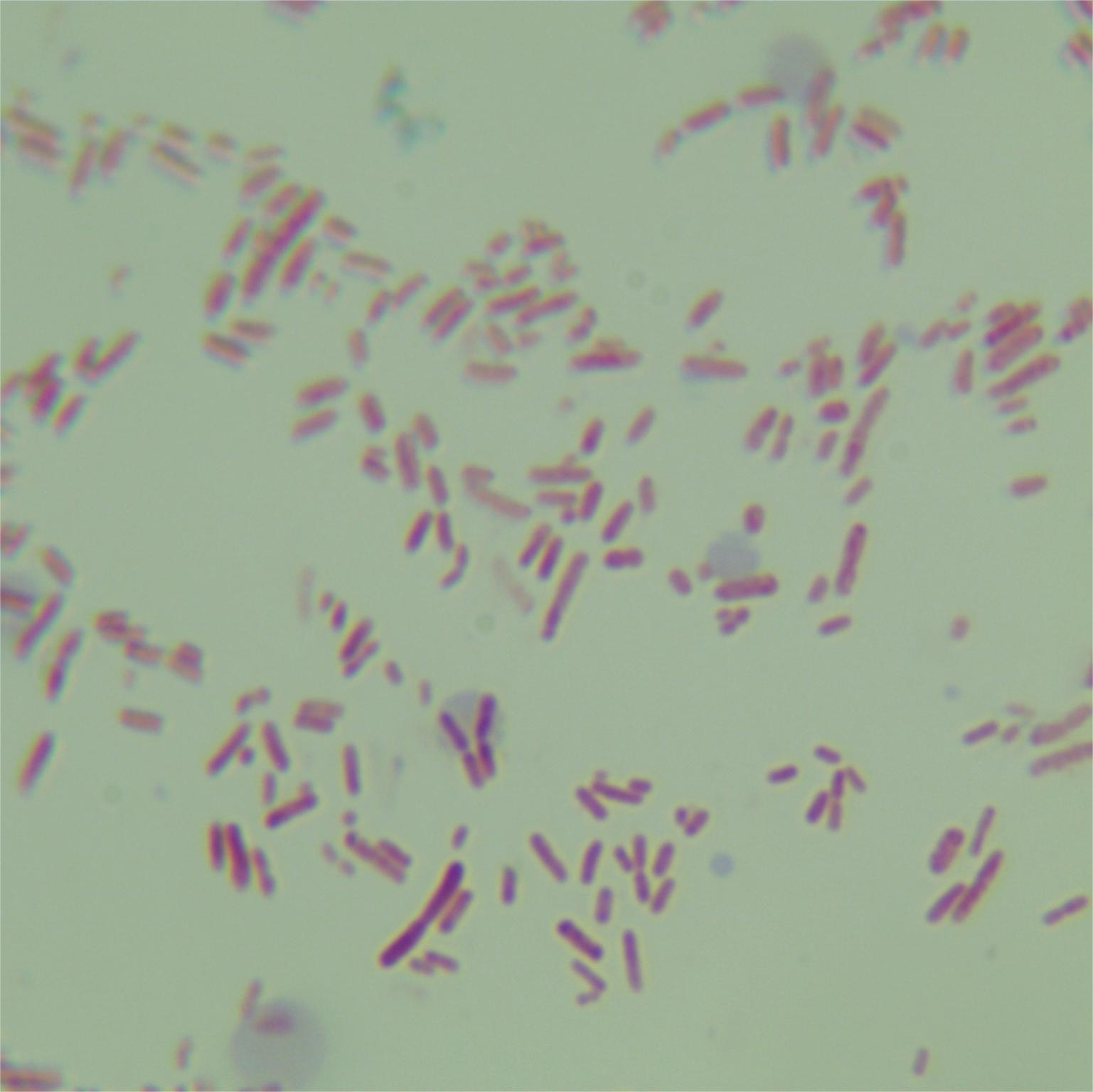 Photorhabdus luminescens-伟业计量