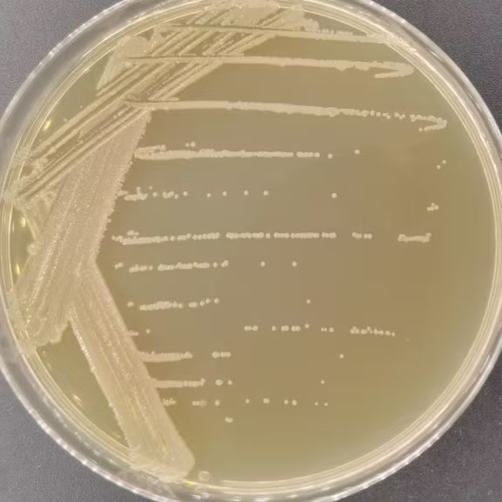 黏膜炎莫拉氏菌-伟业计量